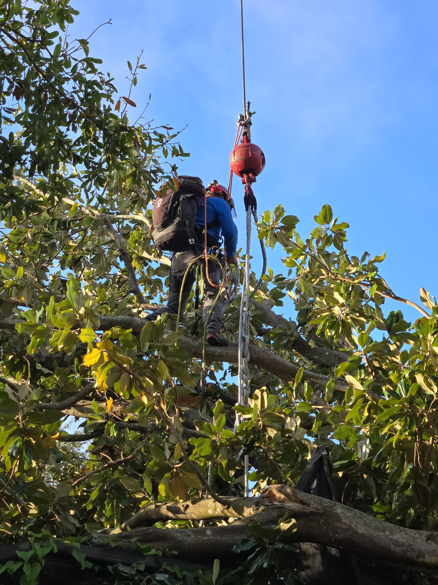 Tree Care Work