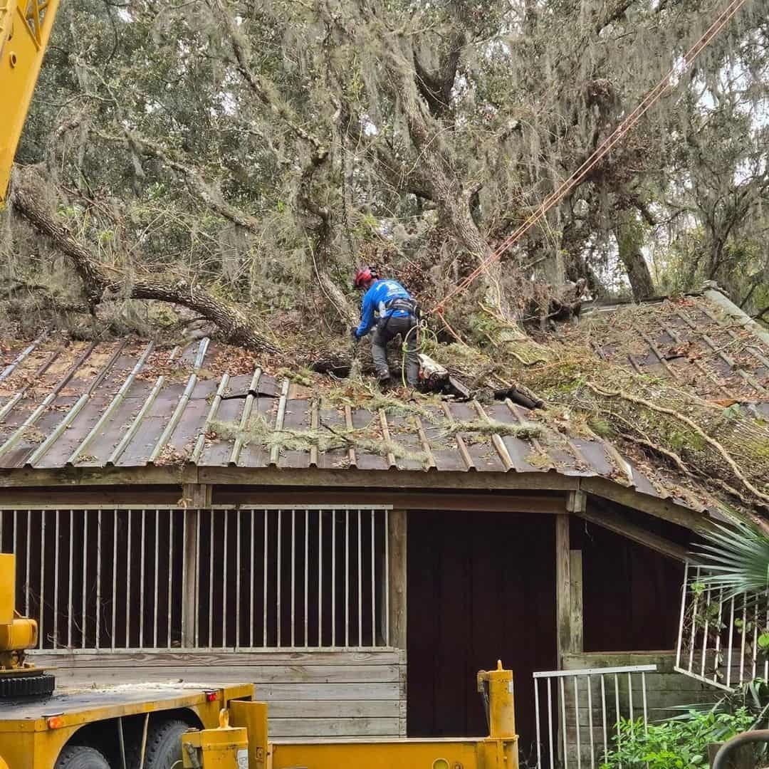 Tree service near me
