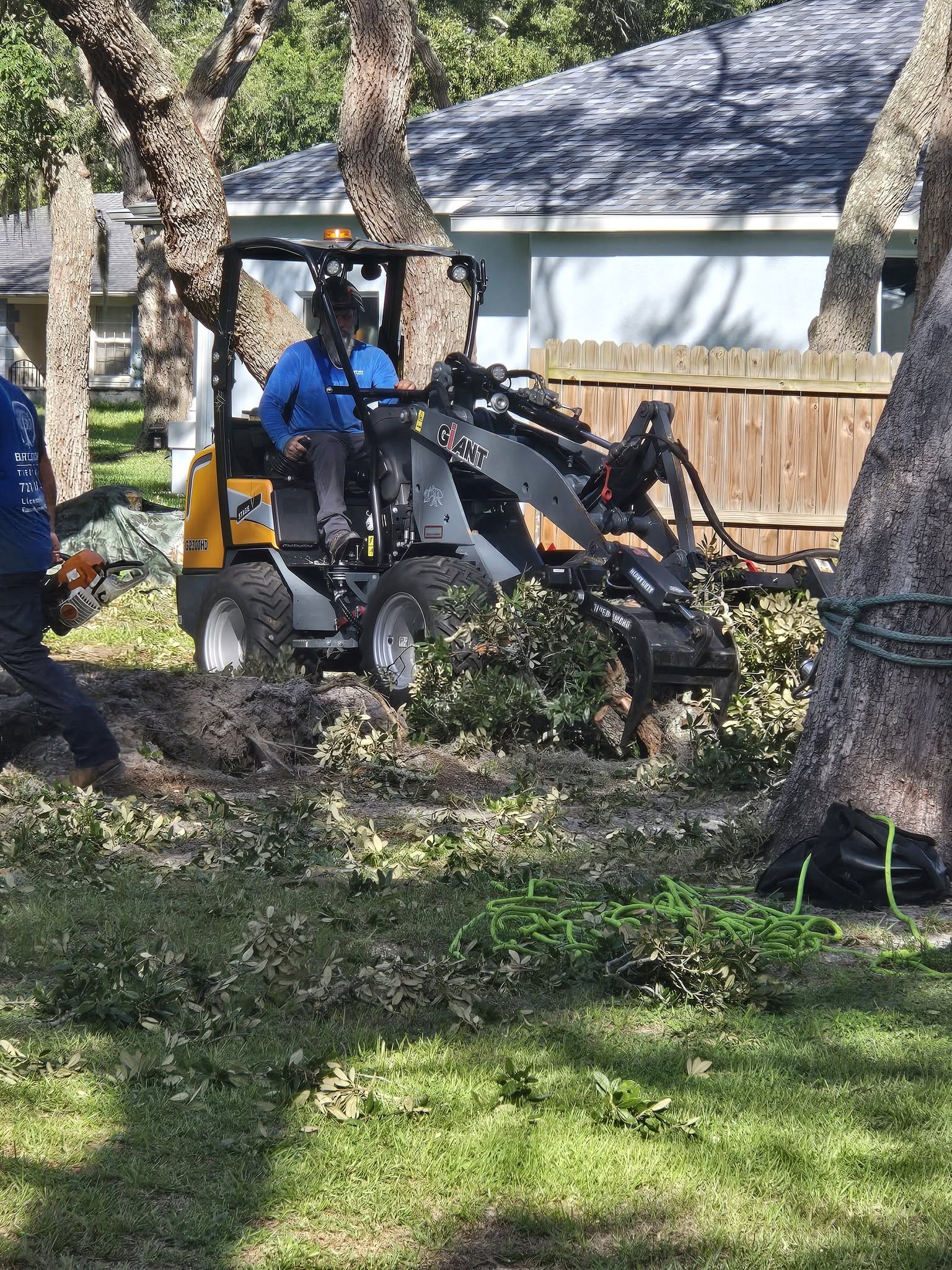 Tree Maintenace Work